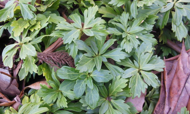 Pachysandra