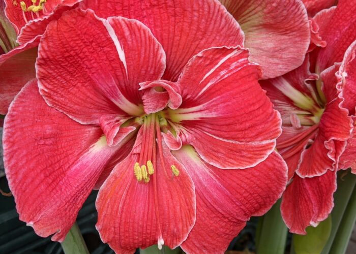 the-large-flowers-of-an-amaryllis-can-reach-6-inch The large flowers of an amaryllis can reach 6 inches across.