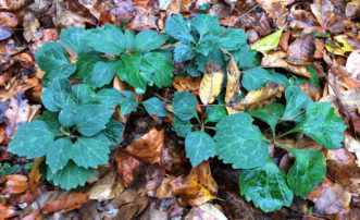 The mottled leaves of Allegheny spurge (Pachysandra procumbens) are 2- to 4-inches long, 2- to 3 inches wide, and coarsely toothed at the tips. Although less popular than Japanese pachysandra, Allegheny spurge demands wider availability for its attractiveness and support of pollinators. R. F. Polomski, ©2021, Clemson University