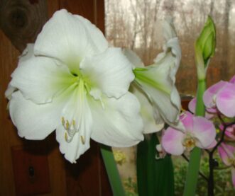 The White Christmas Amaryllis (Hippeastrum 'White Christmas') flowers have pure white petals and a light green throat.