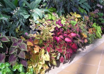 This coleus collection (Coleus scutellarioides) shows a variety of colors and leaf shapes. Photo by Karen Russ, ©2007 HGIC, Clemson Extension