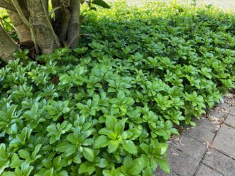 Use Japanese pachysandra (Pachysandra terminalis) to edge brick paths, sidewalks, and driveways. R. F. Polomski, ©2021, Clemson University