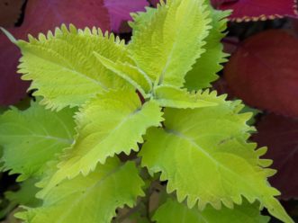 Wasabi coleus has bright chartreuse leaves. Barbara H. Smith, ©2020 HGIC, Clemson University