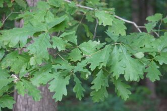 White oak (Quercus alba) leaves showing rounded lobes.