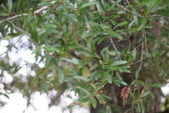 Willow oak (Quercus phellos) leaves.