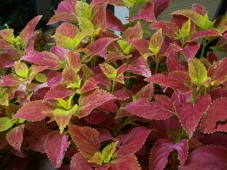 ‘Alabama Sunset’ coleus is a popular and durable sun-tolerant coleus. Barbara H. Smith, ©2020 HGIC, Clemson University