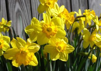 Y:\CAFLS\HGIC\Data\cascade1_word\wordpress images\1155\narcissus_scarlet_O'Hara' klr 031507.jpg