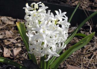Hyacinth ‘White Pearl’.