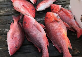 Red Snapper, a large reef fish, is associated with ciguatera.
