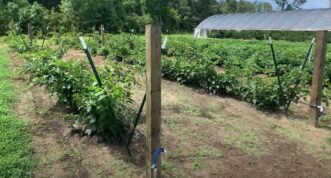 A V-trellis system trains canes to get maximum sunlight and good airflow.