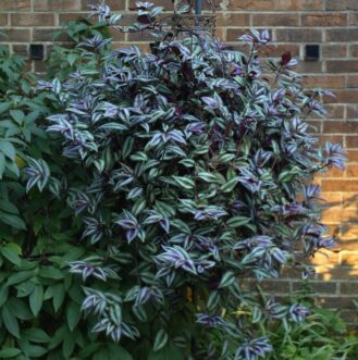 A Tradescantia zebrine hanging basket adds outdoor interest in the warmer months.