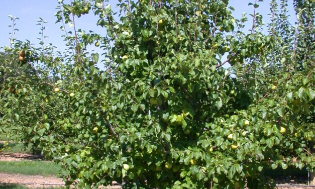 Asian Pear