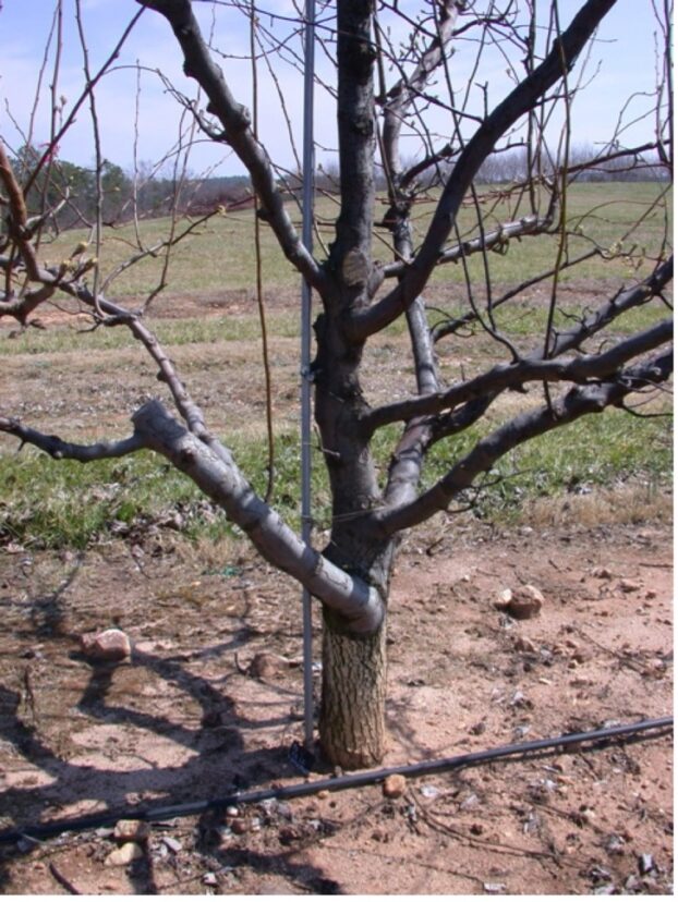 An example of scaffold limbs on an Asian pear tree.