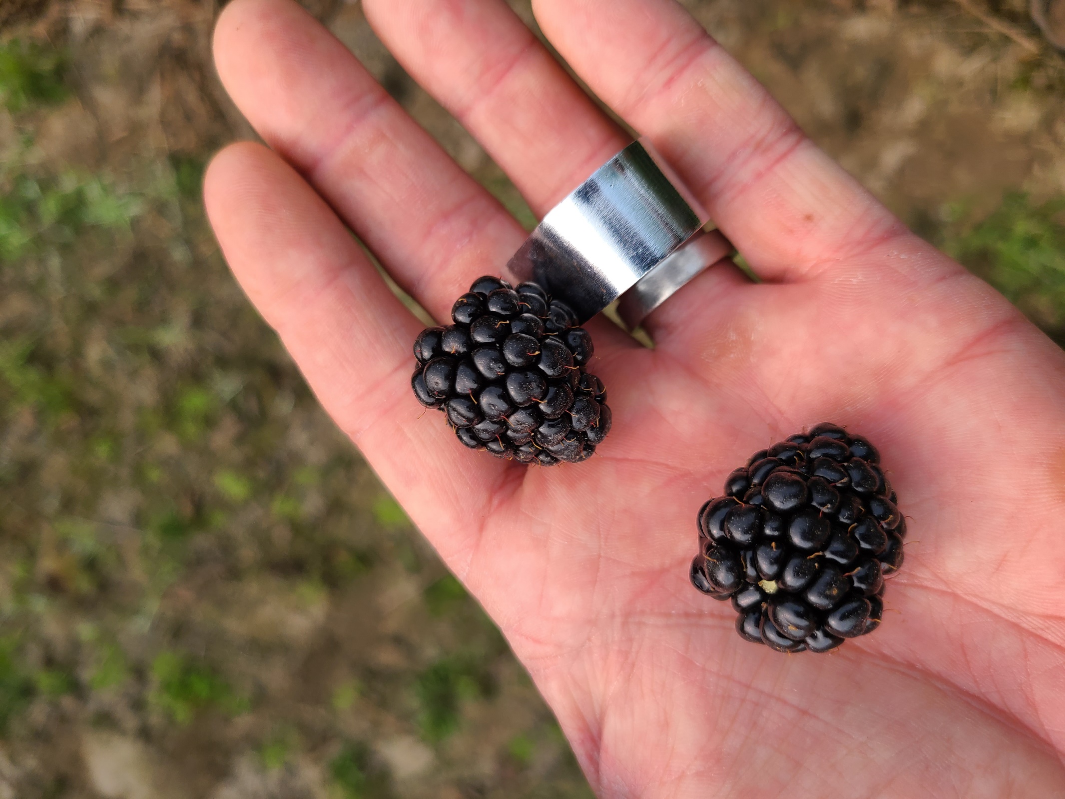https://hgic.clemson.edu/wp-content/uploads/1999/09/blackberries-are-ripe-and-at-peak-flavor-when-they.jpeg