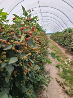 Blackberries (Rubus fruticosus) are incredibly productive when managed properly.
