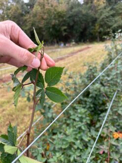 Blackberries should be tip-pruned periodically throughout the year to increase production.