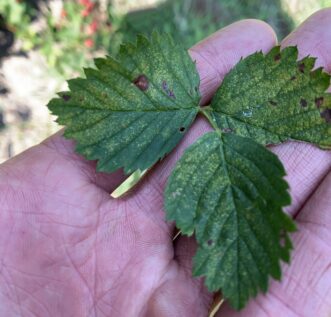 Stippling of the leaves is a classic symptom of spider mite damage on blackberry foliage.