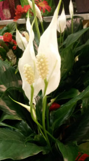 The dwarf Wallisii Peace Lily (Spathiphyllum x ‘Wallisii’) will get 12 to 15 inches tall.