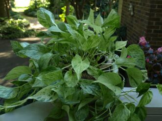 The Marble Queen Pothos (Epipremnum aureum ‘Marble Queen’) can be moved outside to a shady area in the spring after the fear of frost has passed.