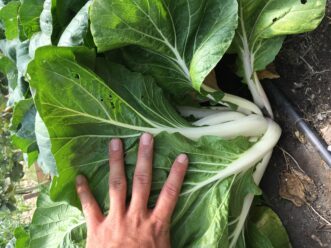 'Joi-Choi' is a cultivar of bok choy that does well in South Carolina gardens. 