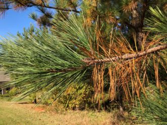 During the fall, many pines naturally shed or drop old needles (needles are modified leaves), which results in branches having a yellow or brown color closer to the trunk. The needles on the end of the branch remain green and alive. D.R. Coyle, ©2020, Clemson Extesnion