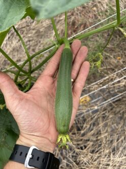 Fruit must be harvested when young as fibrous tissue develops as the fruit matures.