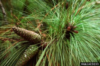 Longleaf pine needles and immature cones. William D. Boyer, USDA Forest Service, -www.ipmimages.org