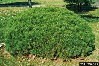 Pinus mugo ‘Mops’ looks like a little green ball of pine needles. Photo by USDA Forest Service – Northeastern Area, USDA Forest Service, Bugwood.org.
