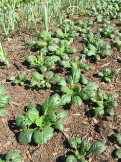 Tat soi is a quick crop to maturity but can be plagued by yellow-margined leaf beetle feeding damage.