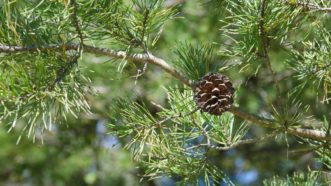 Virginia pine has twisted needles (two per fascicle) and small cones. Photo by Virginia Caldwell, NC State University.