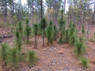 Longleaf pine in the grass and bottle brush stage, where the tree shoots up with rapid vertical growth. 