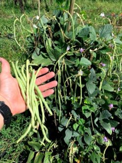 Yard-long beans have excellent heat tolerance and are tender even when pods are two feet or longer.