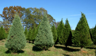 Field grown Christmas trees will be fresh, full of water, and typically last longer than pre-cut trees.