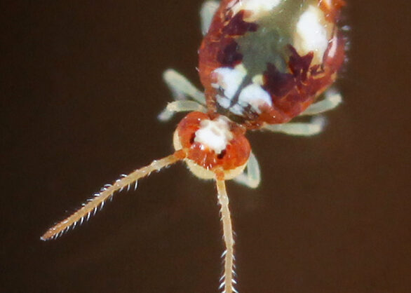 Brightly colored globular springtail (Katiannina macgillivrayi) with a rounded red, white, and green body.