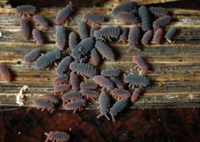 Group of gray and reddish water springtails (Podura aquatica) clustered on a piece of floating wood.