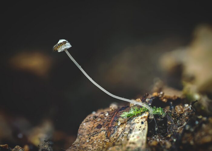 Springtail (Isotoma sp.) perched on a slender stem above soil, leaf litter, and fungi.