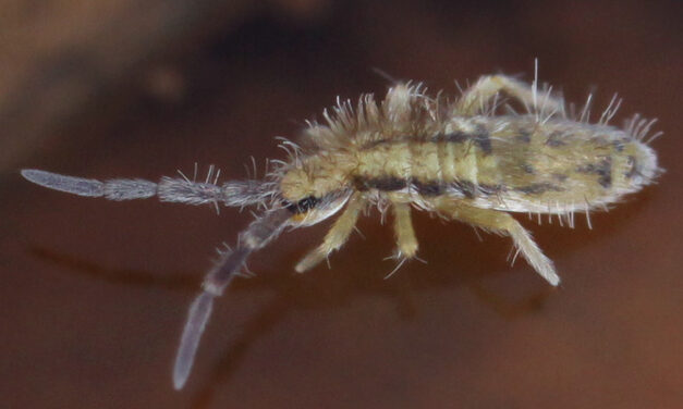 Springtails (<em>Collembola</em>) in South Carolina: Identification and Management