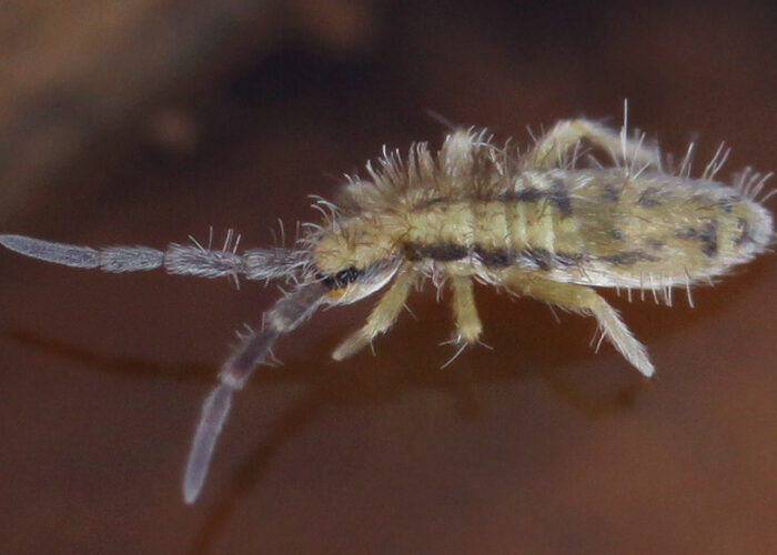 Yellow-brown springtail (Homidia socia) with a forked furcula and fine body hairs.