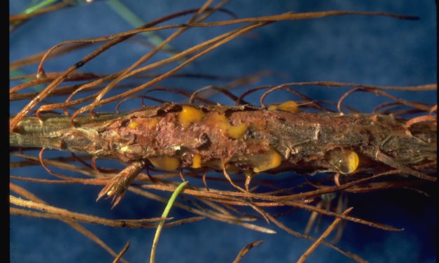 Pine Diseases