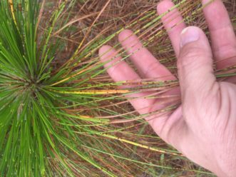 Brown spot needle blight on longleaf pine. David Coyle, ©2021, Clemson Extension.
