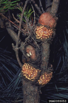 Eastern pine gall rust (Cronartium quercuum). Photo by Robert L. Anderson, USDA Forest Service, Bugwood.org.