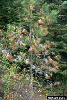 Pine needle cast (Lophodermium nitens) USDA Forest Service Archive, USDA Forest Service, Bugwood.org