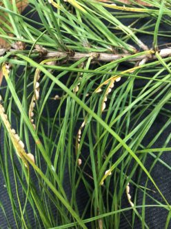 Pine needle rust appears as small “wings” growing from discolored areas on needles. David Coyle, ©2021, Clemson Extension
