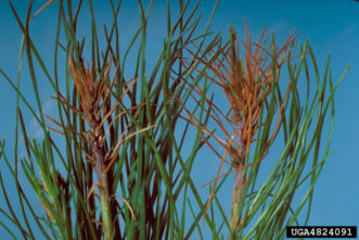 Pine tip blight (Diplodia pinea) Edward L. Barnard, FDACS, Bugwood.org