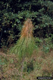 Pitch canker often results in dead needles hanging on a stem or branch. Photo by Edward L. Barnard, FDACS, Bugwood.org.
