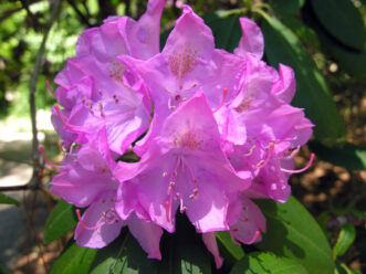 Close-up of Rhododendron catawbiense ‘Roseum Elegans’ in bloom, showing clusters of rosy-lilac flowers against green foliage.