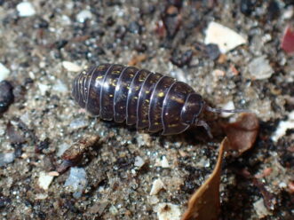 Common pillbug (Armadillidium vulgare) found in South Carolina.