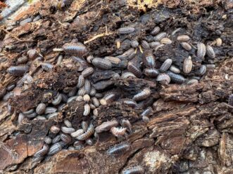 Nosy pill woodlice and curly woodlice beneath a partially decayed log.