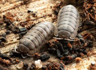 Nosy pill woodlice (Armadillidium nasatum) in a South Carolina landscape habitat.