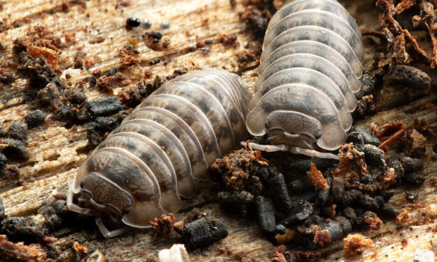 Sowbugs & Pillbugs